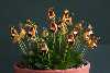 <em>Calceolaria darwinii</em>
